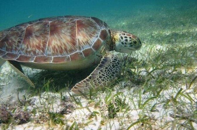 Full day Tulum & Snorkelling with sea turtles, cenote and lunch - The Sum Up