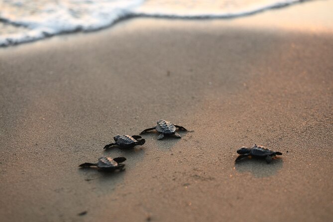 Full Day Turtle Beach Tour With Lake and Mud Baths From Marmaris - Exploring Turtle Beach