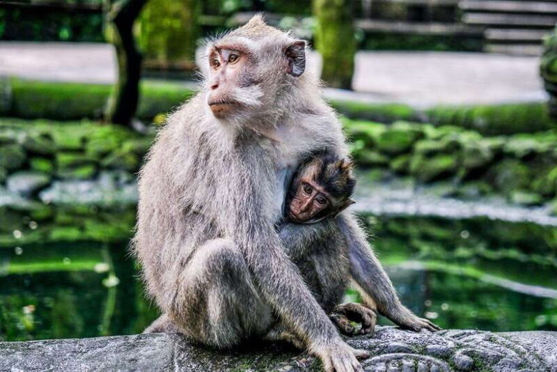 Full-Day Ubud Tours All Inclusive - An Introduction to the Ubud Full-Day Tour