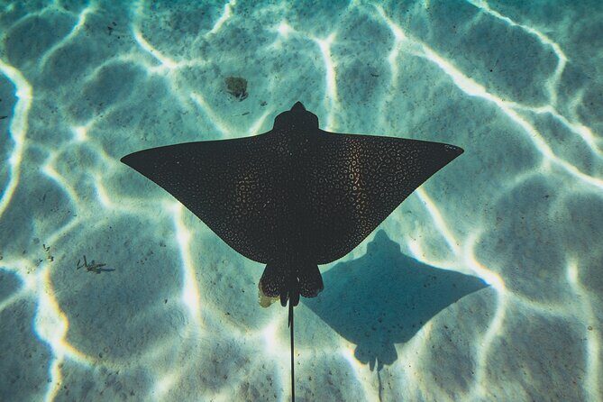 Full Day Water Experience Eco snorkeling and Jet ski with lunch - Practicalities and Tips