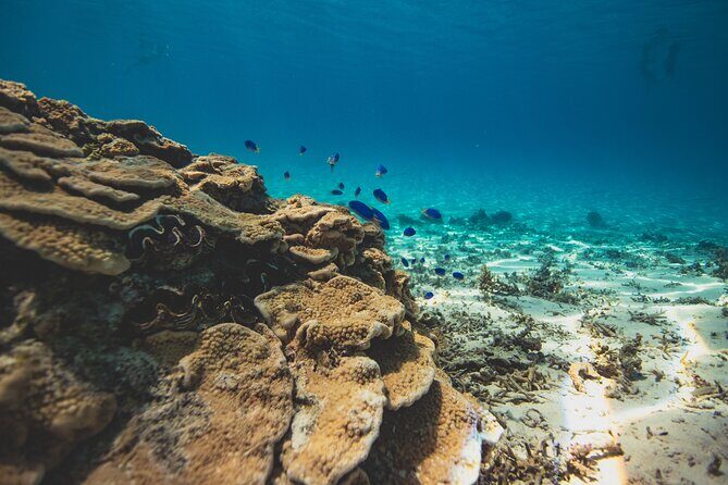 Full Day Water Experience Eco snorkeling and Jet ski with lunch - Authentic Traveler Feedback