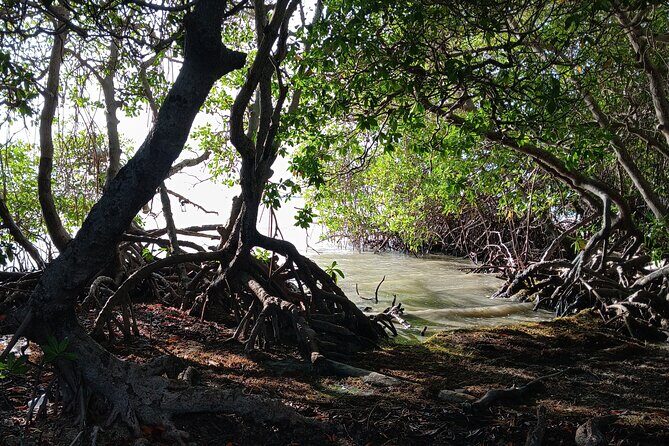 Full Day West Coast Adventure in Puerto Rico - Who Should Consider This Tour?