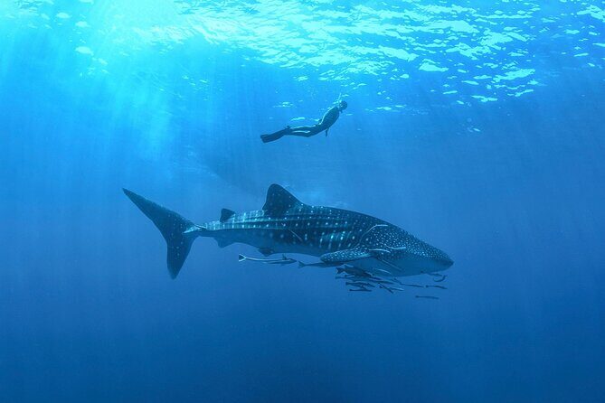 Full-Day Whale Shark Snorkeling Adventure with Beach Lunch - Key Points