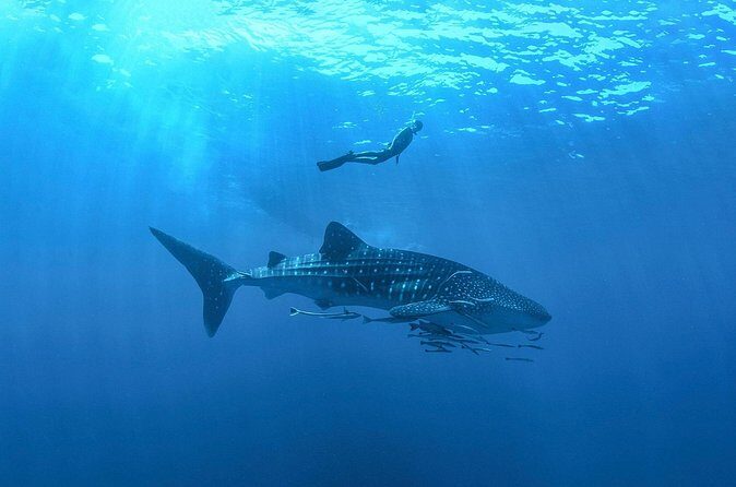 Full-Day Whale Shark Snorkeling Adventure with Beach Lunch - FAQ
