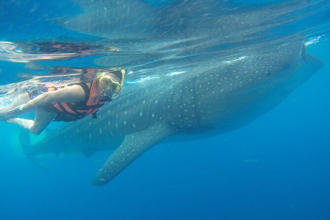 Full-Day Whale Shark Tour Puerto Morelos with Pickup and Lunch - Key Points
