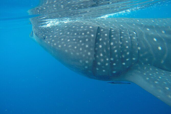 Full-Day Whale Shark Tour Puerto Morelos with Pickup and Lunch - An In-Depth Look at the Tour