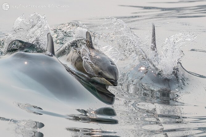 Full Day Whale Watching Campbell River - Inclusions and Amenities