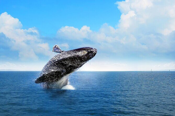 Full-Day Whale Watching Tour in Samana Bay from Cabeza de Toro - The Real Experience: What Travelers Say