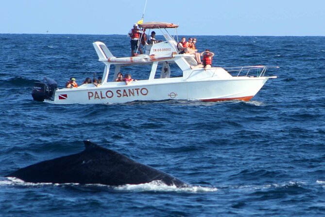 Full-Day Whale Watching Tour in Samana Bay From Cabeza De Toro - Meeting and Pickup Details