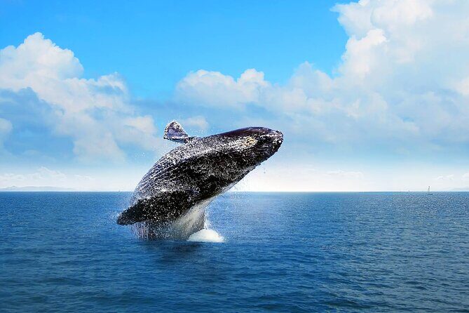 Full-day Whale watching Tour in Samana Bay from Punta Cana - Key Points