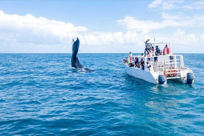 Full-day Whale watching Tour in Samana Bay from Punta Cana - FAQ