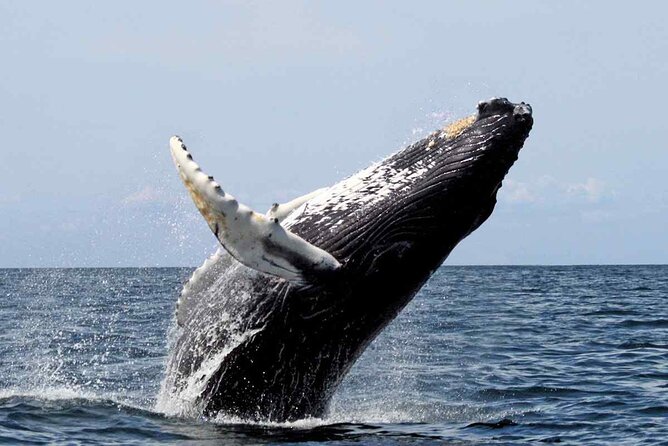 Full-Day Whale Watching Tour in Samana Bay From Santo Domingo - What to Expect