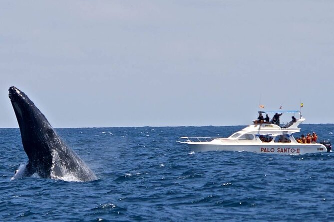 Full-Day Whale Watching Tour in Samana Bay From Uvero Alto - Inclusions and Exclusions