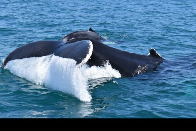 Full-Day Whale Watching Tour in Samana Bay From Uvero Alto - Booking and Confirmation