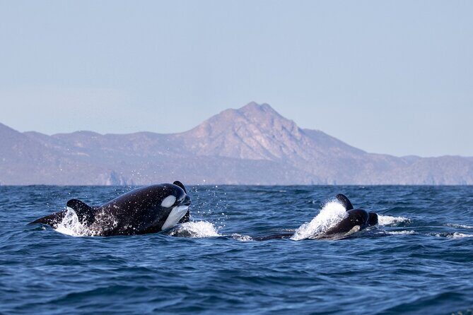 Full Day Wildlife Expedition in the Sea of Cortez - Key Points