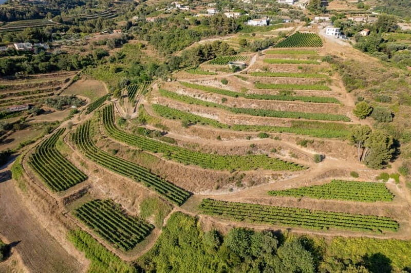 Full-Day Wine Tour in Bellet & Saint-Paul de Vence From Nice - Why This Tour Offers Good Value