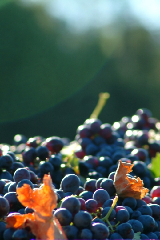 Full-Day Wine Tour in Bellet & Saint-Paul De Vence From Nice - Tasting Experiences