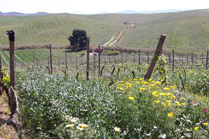 Full-Day Wine Tour in Western Sicily - Traveler Experience and Reviews