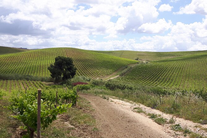 Full-Day Wine Tour in Western Sicily - Customizable Itinerary Options
