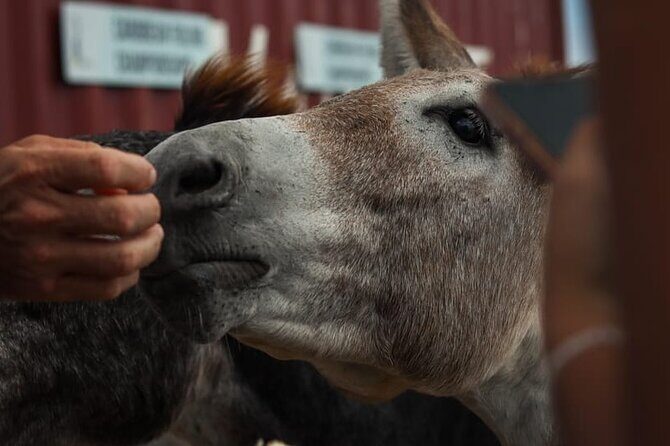 Full Island ATV-UTV Guided Tour in Dutch and French St. Maarten - FAQ