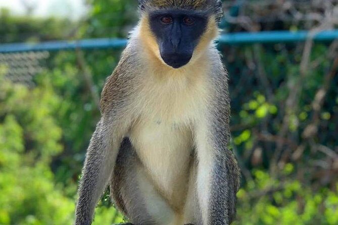 Full Island Panoramic Tour of St Kitts - FAQ