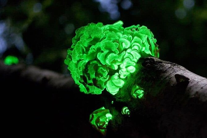 Full Moon Walking Tour in Auckland - Meeting Information