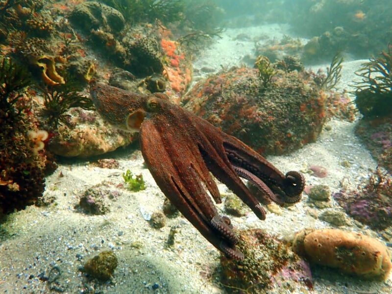 Full Scientific Tourism in the Cíes Islands - Recommendations and Important Information