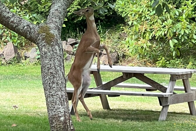 Full Tour of 4 Coastal Towns From Astoria to Seaside With Lunch - Sum Up