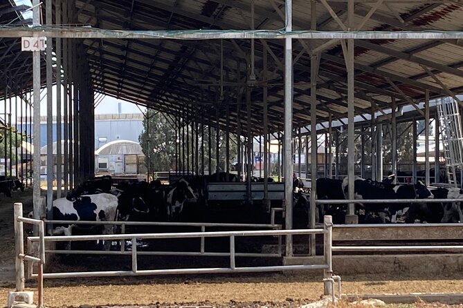 Fully Inclusive The Israeli Kibbutz Experience - Frequently Asked Questions