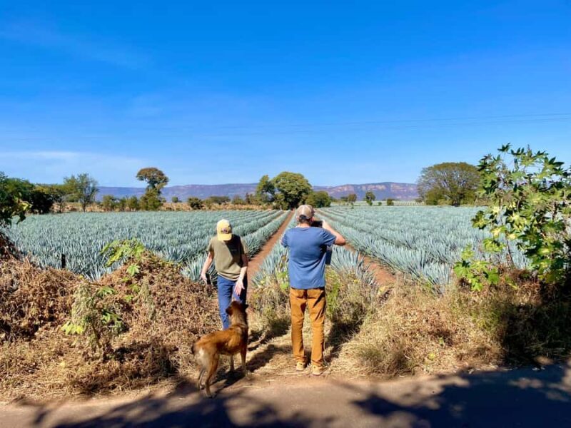 Fully-Private Half-Day Tequila Tour - Key Points