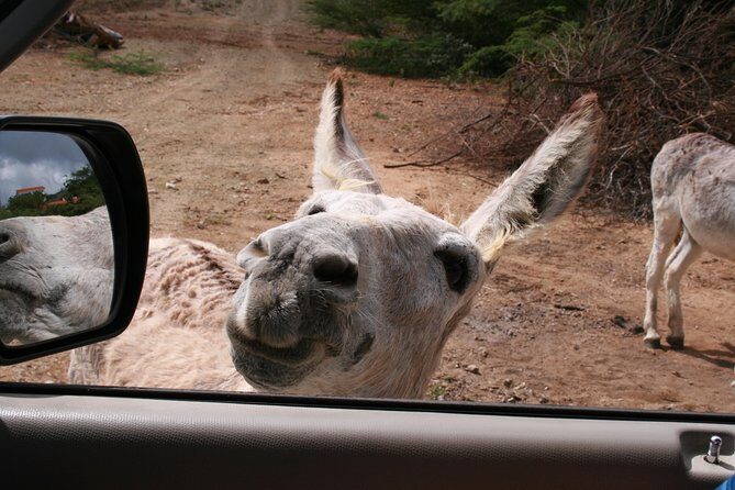 Fully Private North and South Tour with a Local Guide. - Final Thoughts