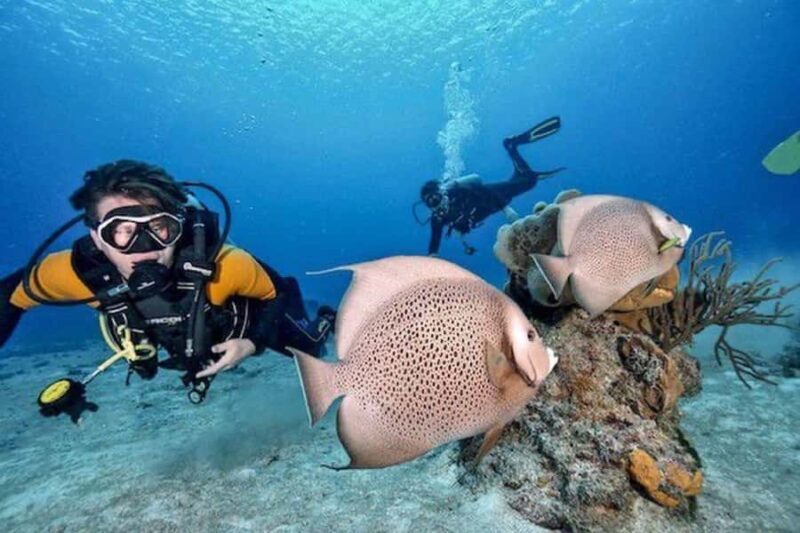 Fun Dive in Playa del Carmen Dive Machine Experience - An Authentic Dive into Playa del Carmen’s Reefs