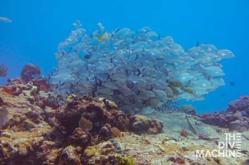 Fun Dive in Playa del Carmen Dive Machine Experience - Why Choose This Tour?