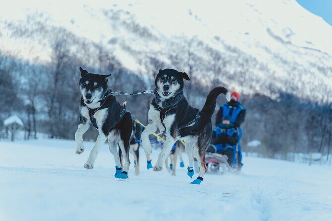 Fun & Easy Dog Sledding Adventure - Noon Tour - Key Points