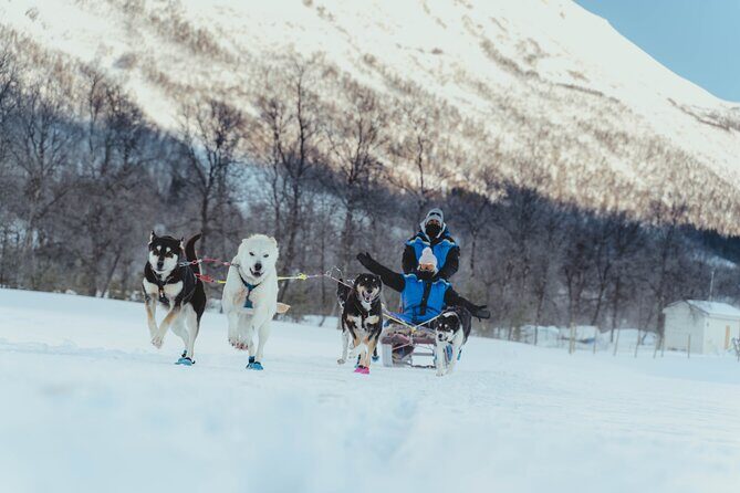 Fun & Easy Dog Sledding Adventure - Noon Tour - The Experience in Detail