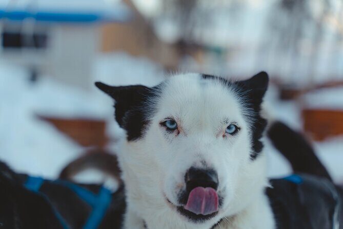 Fun & Easy Dog Sledding Adventure - Noon Tour - Frequently Asked Questions