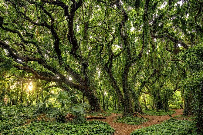 Fun! Open-Air Banyan Tree Forest & Blowhole Sight-Seeing MauiTour - The Sum Up