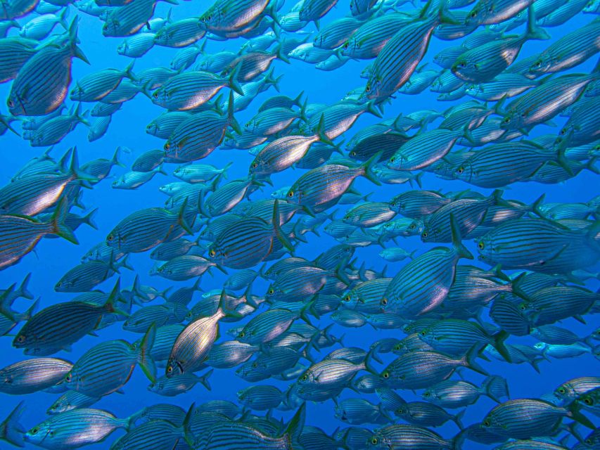 Funchal: Advanced Scuba Diving Afonso Cerqueira Wreck - Included Diving Equipment and Fees