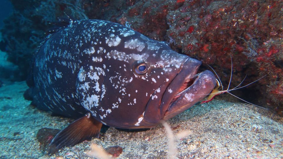Funchal: Advanced Scuba Diving Afonso Cerqueira Wreck - Frequently Asked Questions