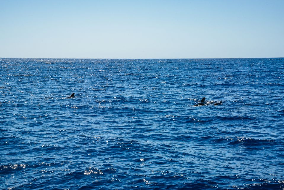 Funchal: Dolphin and Whale Watching by Luxury Catamaran - Exploring the Atlantic Ocean