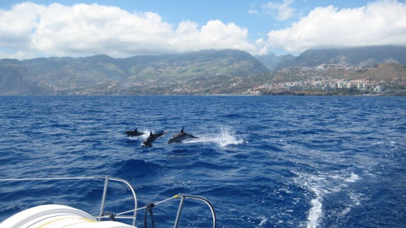 Funchal: Dolphin and Whale Watching Catamaran Cruise - Key Points