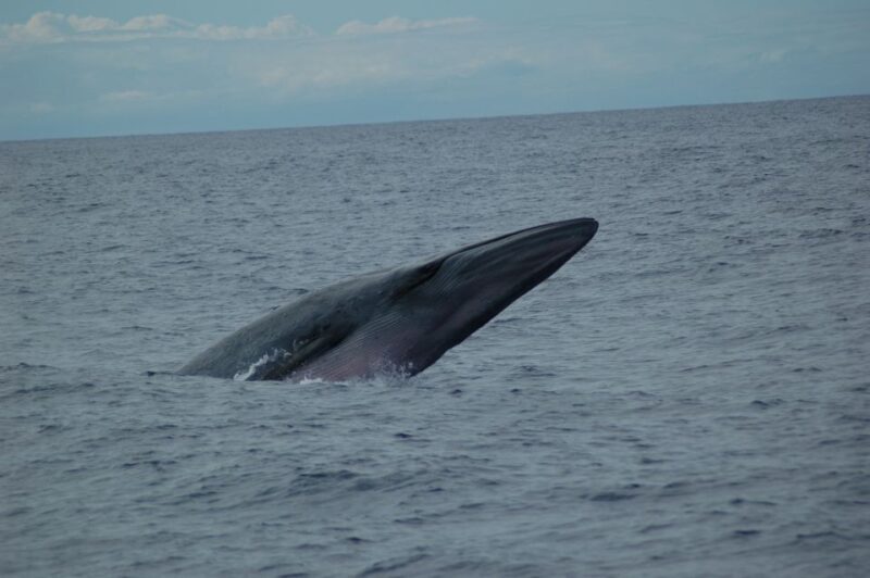Funchal: Dolphin and Whale Watching Catamaran Cruise - Introduction - Why This Tour is Worth Considering