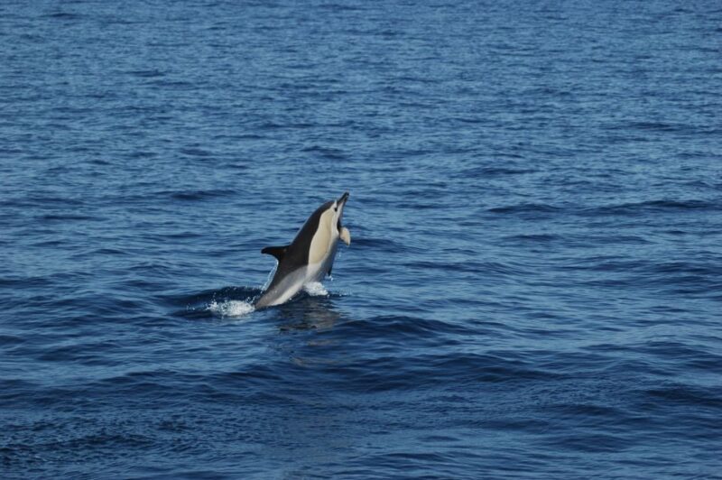 Funchal: Dolphin and Whale Watching Catamaran Cruise - The Value for Money