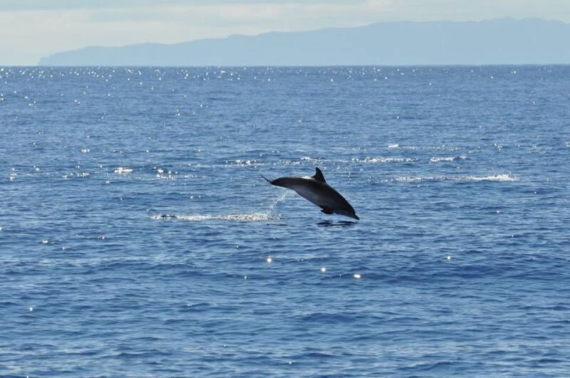 Funchal: Dolphin and Whale Watching Catamaran Cruise - Authentic Experiences and Real Reviews