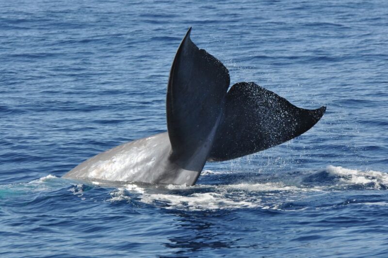 Funchal: Dolphin and Whale Watching Catamaran Cruise - FAQ