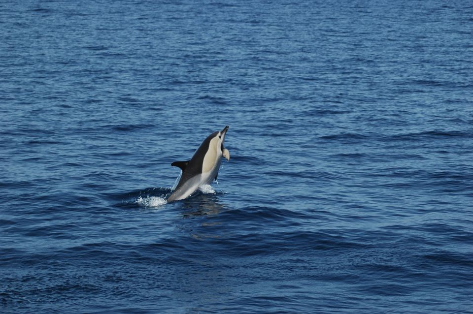 Funchal: Dolphin and Whale Watching Catamaran Cruise - Search for Marine Wildlife