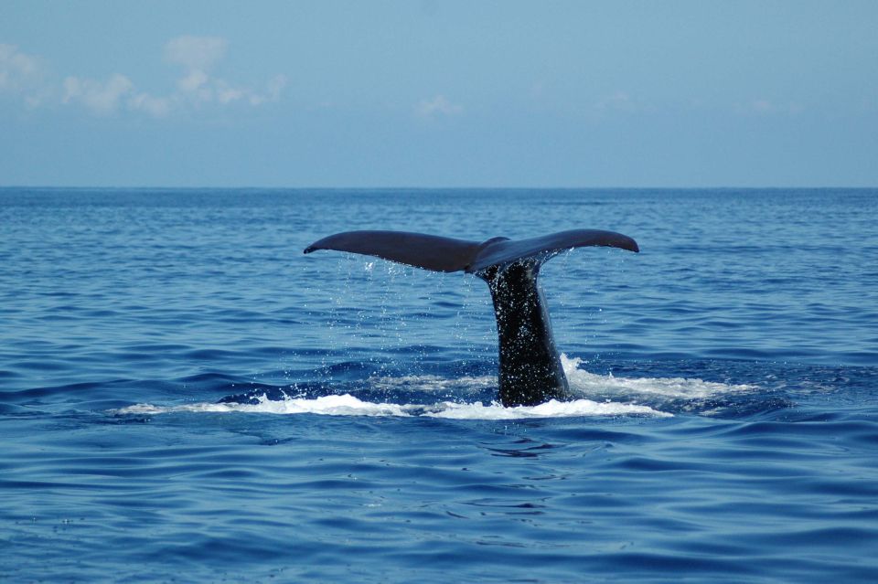 Funchal: Dolphin and Whale Watching Catamaran Cruise - Panoramic Views From the Sea
