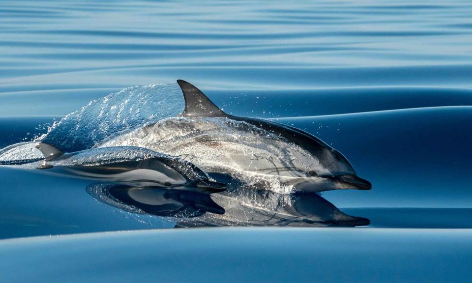 Funchal: Dolphin and Whale Watching Cruise - Highlights of the Experience