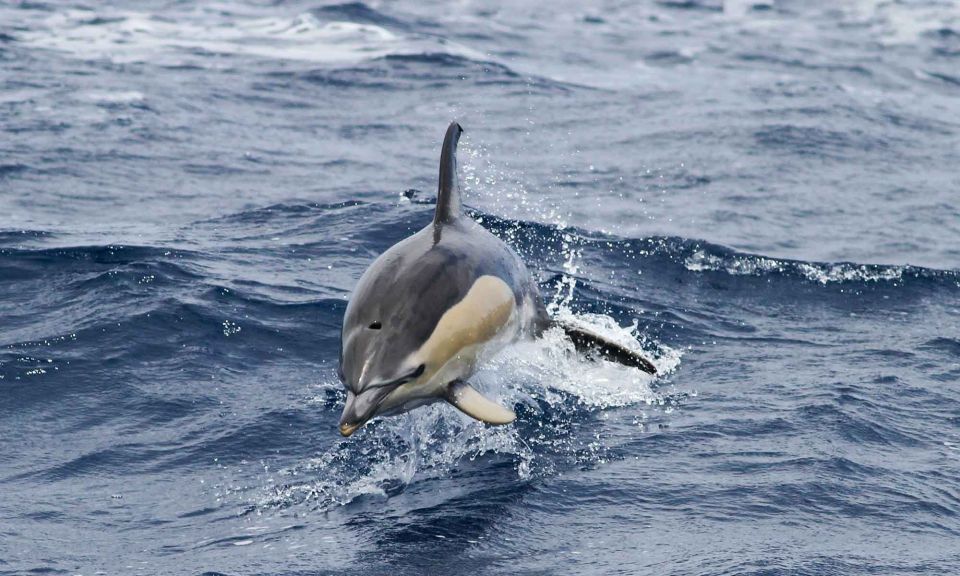 Funchal: Dolphin and Whale Watching Cruise - Guaranteed Sightings and Compensation