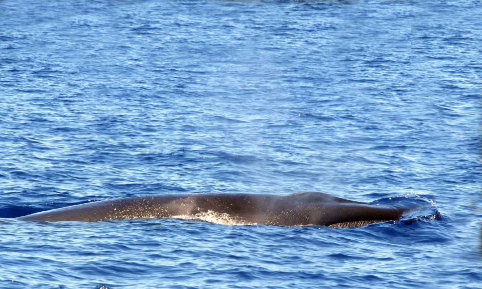 Funchal: Dolphin and Whale Watching Cruise - Marine Biologist Guide and Expertise